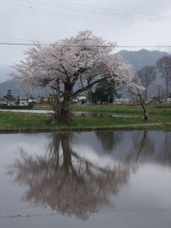 金山神社の桜
