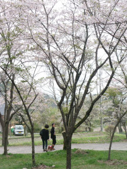 有明神社の桜