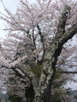 海岳院の老桜