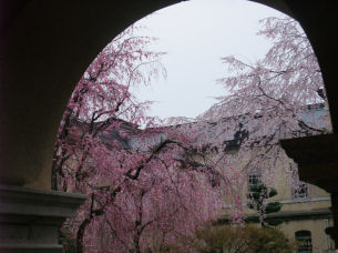 京都府庁の枝垂れ桜